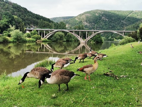 Devant le gîte La Bayenne la nature ...